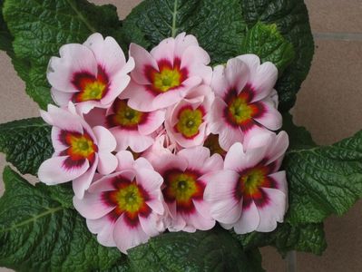 primula