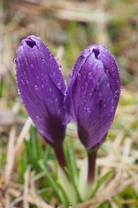 Gemenii ...; 17.03.2018
