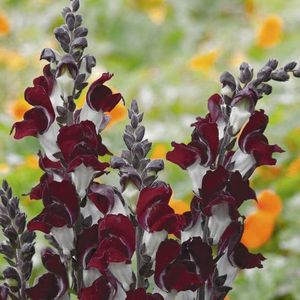 Antirrhinum Night and Day - 8,5 lei; Seminte de Gura Leului Antirrhinum Night and Day - 8,5 lei
