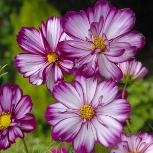 Cosmos Fizzy Rose Picotee - 11,4 lei; Seminte de Cosmos Fizzy Rose Picotee - 11,4 lei
