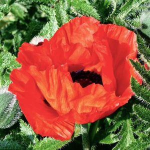 Poppy Oriental New Hybrids - 9,9 lei; Seminte de Mac Hibrid - Poppy Oriental New Hybrids - 9,9 lei
