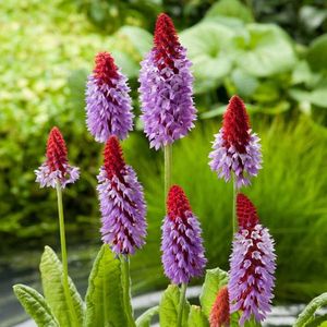 Primula Vialii - 12,8 lei; Seminte de Primula Orhidee - Primula Vialii - 12,8 lei
