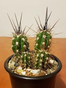 Stetsonia coryne