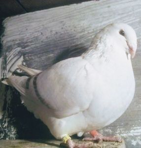 110526685_GCQBLTL3