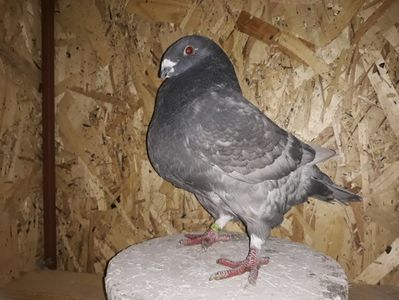 Vandut