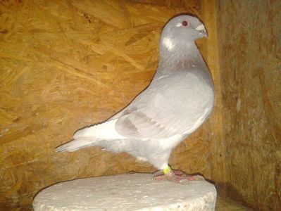 Vandut