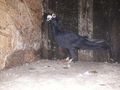 Vandut