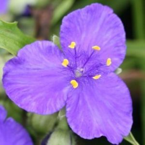 tradescantia-andersoniana-disponibila