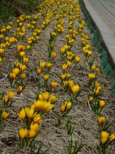 Crocusii sunt parfumati, iar in cantitati mari chiar se simt usor. 17.03