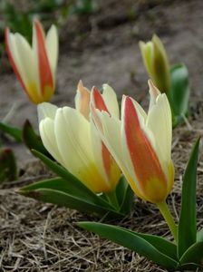 17.03  primul soi de lalele deschis