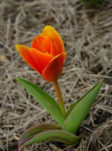 17.03 al doilea soi de lalele kaufmaniana