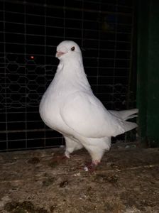 Vanduta