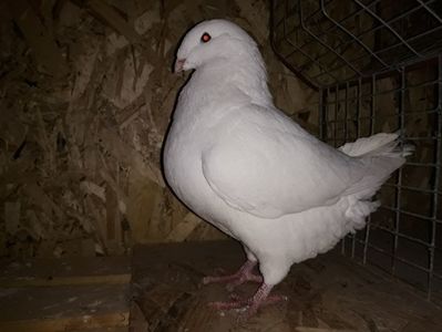 Vandut