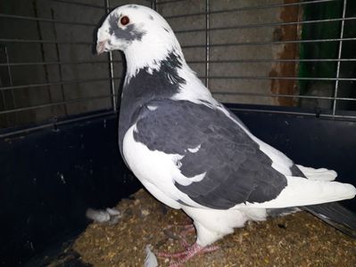 Vanduta