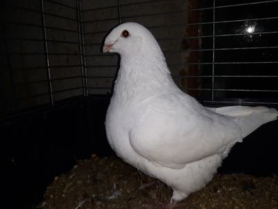 Vanduta