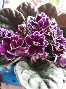 Violeta africană; Chiar dacă nu este de colecție este foarte frumoasă!
