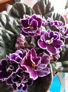 Violeta africană; O frumoasă!
