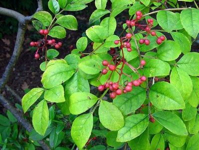 Zanthoxylum Simulans seminte pentru plantat; ***** Zanthoxylum Simulans 30 seminte – 5 RON ******
