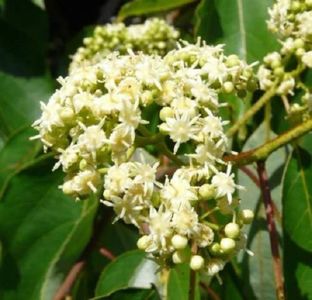 Hovenia Dulcis copac cu flori; ****** Hovenia Dulcis 15 seminte – 5 RON ******
