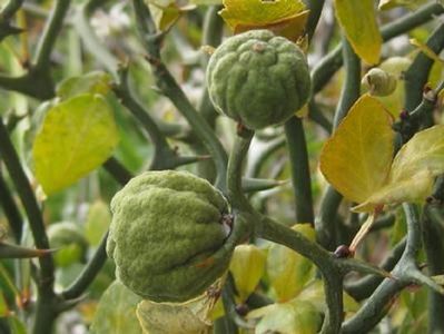 Poncirus Trifoliata - Seminte de Lamii pentru plantat in gradina; *** Poncirus Trifoliata – Lamii seminte 10 seminte – 5 RON ***
