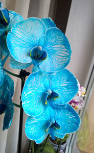 orhidee valynedelcu@yahoo.com 0157