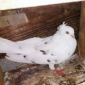 Femelă 2017; O superbă femelă jucătoare care are un joc fără oprire, şi îşi începe jocul de la mare altitudine.
