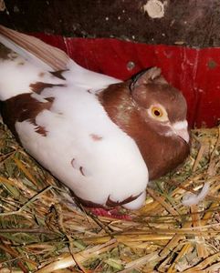Mascul 2012-0177; Acest mascul are o culoare mai deosebită, şi anume oglindat o genă rară care se transmite greu, când a fost pui era roşu complet oglinda apărând pe parcursul primei năpârliri
