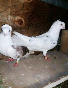 Perechea mea de bază