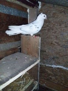 Pipitul cel mai bun mascul de Amara