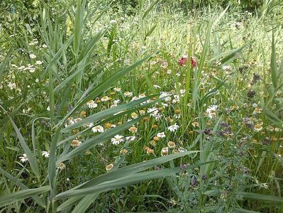 IMG-20180202-WA0000