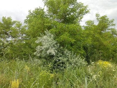 IMG-20180202-WA0055