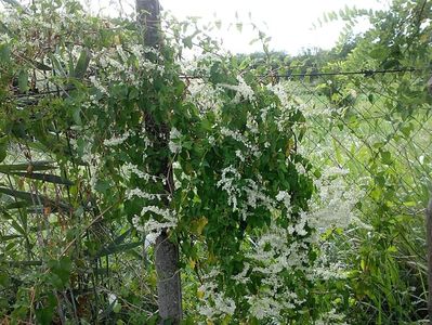 IMG-20180202-WA0058