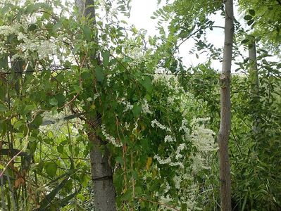 IMG-20180202-WA0059