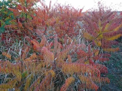 IMG-20180202-WA0033
