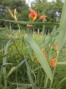 IMG-20180202-WA0015