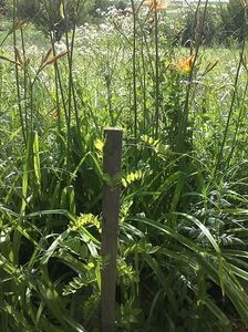 IMG-20180202-WA0017