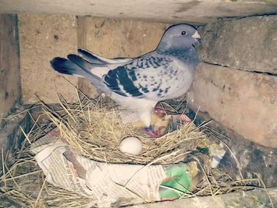 Femela gută pe rar deschis la clocit