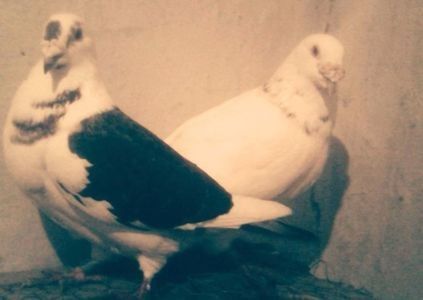 Mascul alb-Femelă capacită pe negru; Standard vechi din linii care zboară bine
