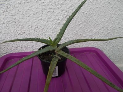 aloe vera 8 lei