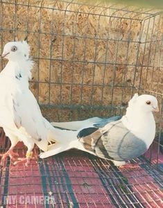 Perechea A
