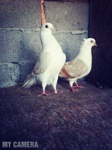 Perechea C; Mascul fără moţ
