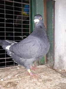 Vandut