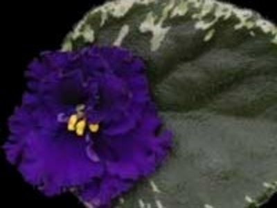 Blueberry Ruffles poza net
