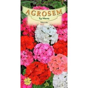 Pelargonium zonale mix; Planta perena cu inaltimea de 30 - 40 cm, tulpini ramificate, flori simple colorate in rosu, roz, violet, alb.

Necesita soluri fertile cu umiditate medie, se cultiva in locuri insorite.
