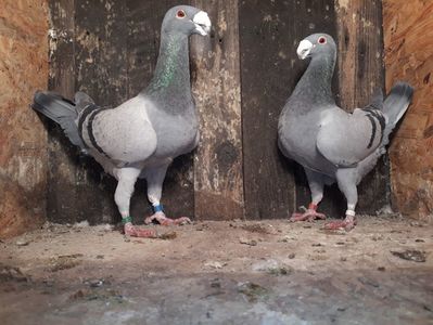 Vanduti