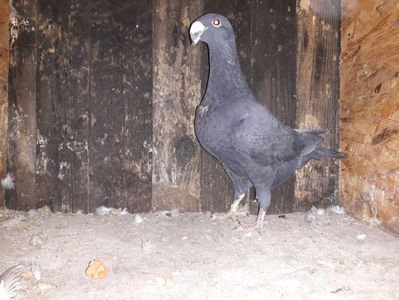 Vanduta