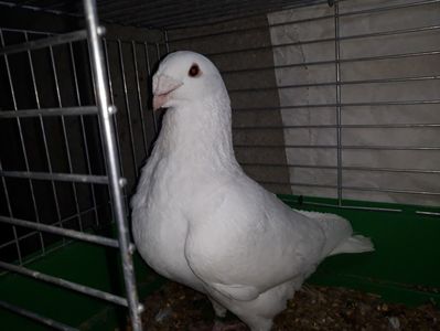 Vandut