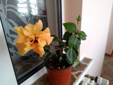 Portocaliu batut