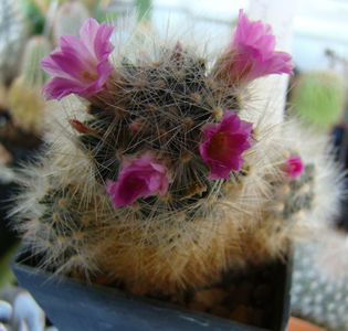 Mammillaria laui var.nova