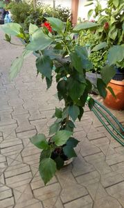 IMG-20170713-WA0027